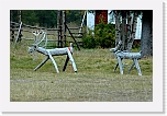 reindeer at home_0215 * 800 x 521 * (443KB)